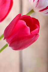 Image showing close up to red tulips, close up flowers