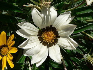 Image showing White Flower 2