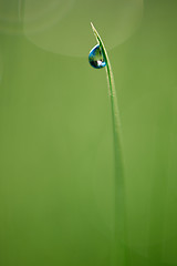 Image showing grass with dew drops