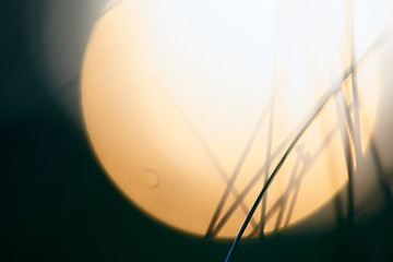 Image showing grass with dew drops