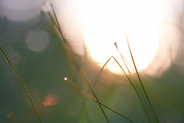 Image showing grass with dew drops