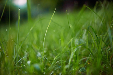 Image showing grass with dew drops