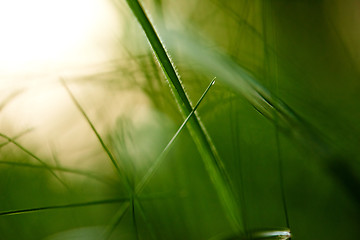 Image showing grass with dew drops