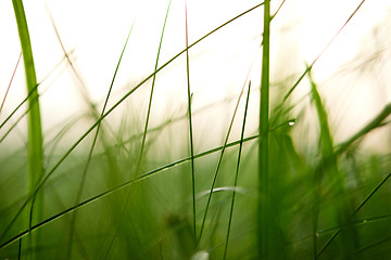 Image showing grass with dew drops