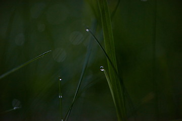 Image showing grass with dew drops