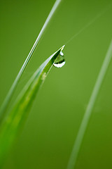 Image showing grass with dew drops