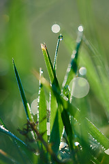 Image showing grass with dew drops