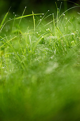 Image showing grass with dew drops