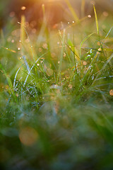 Image showing grass with dew drops