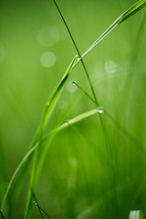 Image showing grass with dew drops