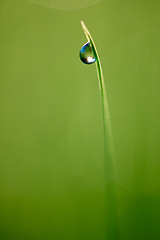 Image showing grass with dew drops