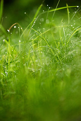 Image showing grass with dew drops