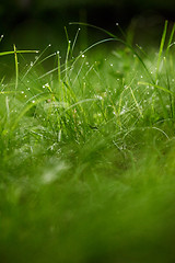 Image showing grass with dew drops