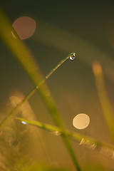 Image showing grass with dew drops