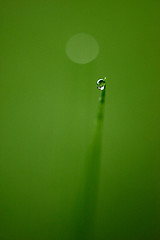 Image showing grass with dew drops