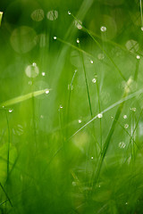 Image showing grass with dew drops