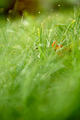 Image showing grass with dew drops