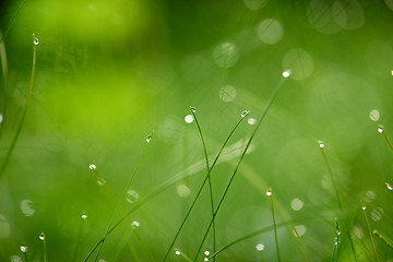 Image showing grass with dew drops