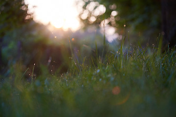 Image showing grass with dew drops