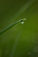 Image showing grass with dew drops