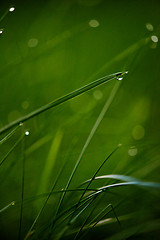 Image showing grass with dew drops