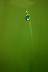 Image showing grass with dew drops