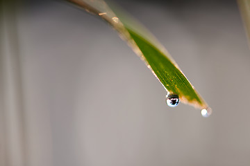 Image showing grass with dew drops