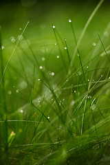 Image showing grass with dew drops