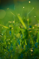 Image showing grass with dew drops