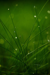 Image showing grass with dew drops