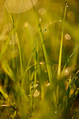 Image showing grass with dew drops