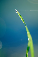 Image showing grass with dew drops