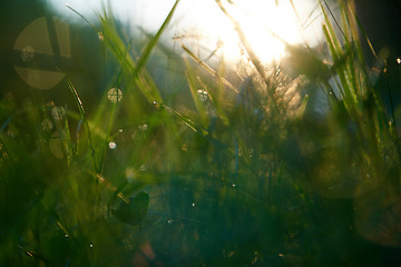 Image showing grass with dew drops