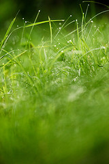 Image showing grass with dew drops