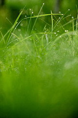 Image showing grass with dew drops