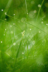 Image showing grass with dew drops