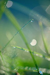 Image showing grass with dew drops