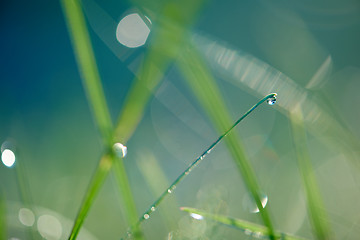 Image showing grass with dew drops