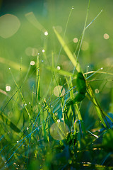 Image showing grass with dew drops