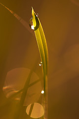 Image showing grass with dew drops