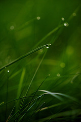 Image showing grass with dew drops