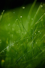 Image showing grass with dew drops