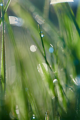 Image showing grass with dew drops