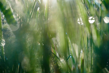 Image showing grass with dew drops