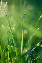 Image showing grass with dew drops