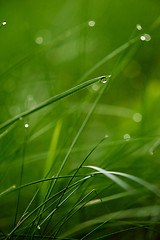 Image showing grass with dew drops