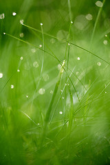 Image showing grass with dew drops