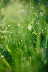 Image showing grass with dew drops