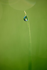 Image showing grass with dew drops