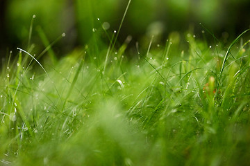 Image showing grass with dew drops